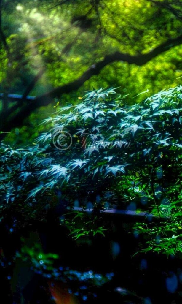 鶴見緑地公園の幻想的な青色のモミジ