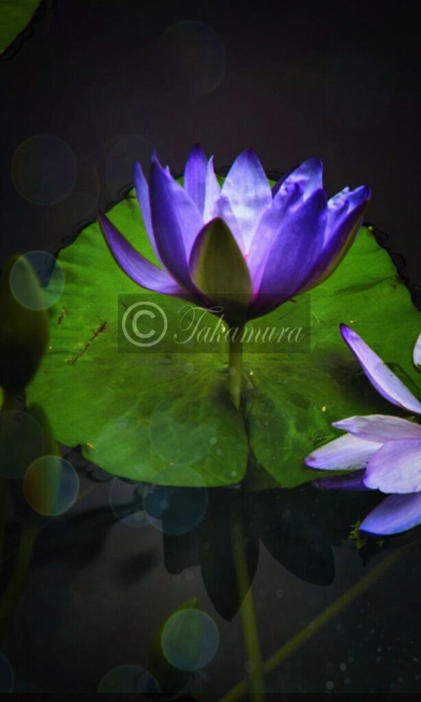 鶴見緑地公園・咲くやこの花館での紫の蓮