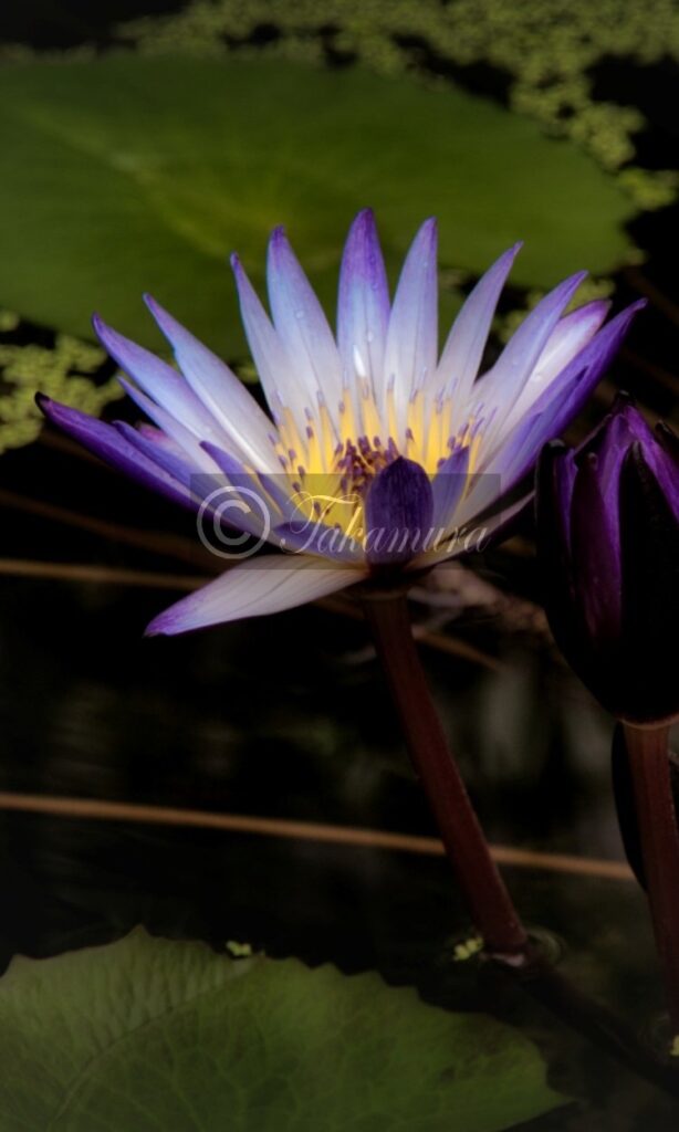 鶴見緑地公園・咲くやこの花館で紫色で光る睡蓮