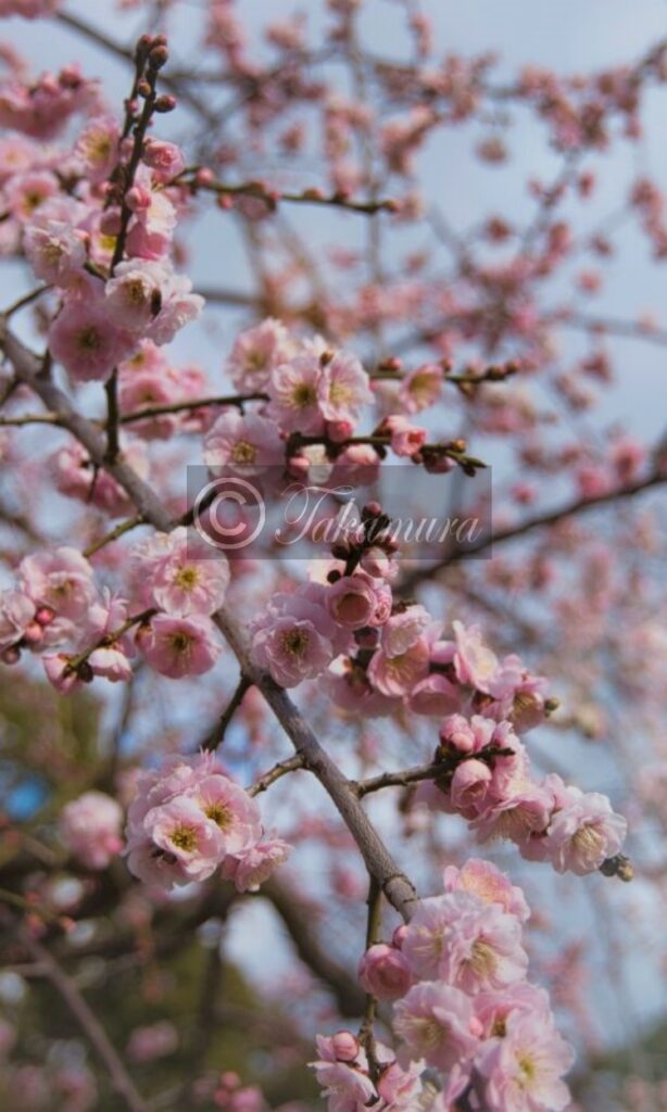 大阪城梅林のピンク色の梅花１枚目です