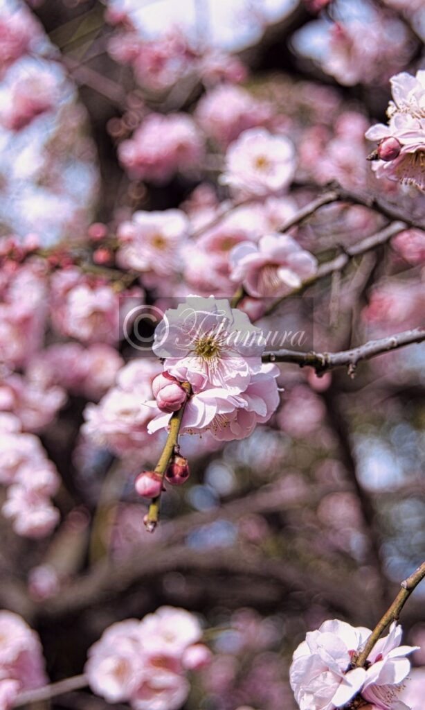大阪城公園のピンク色の梅花9枚目です