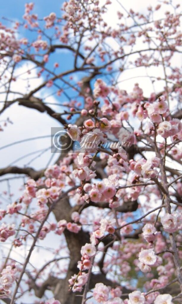 大阪城公園のピンク色の梅花１0枚目です