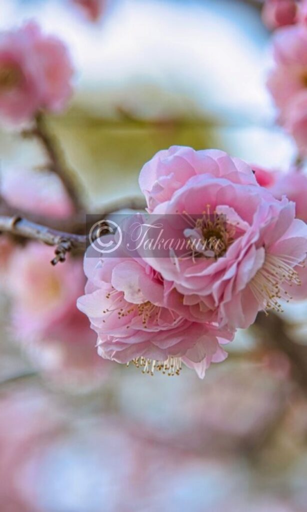 大阪城梅林の美しいピンク色の梅花11枚目です