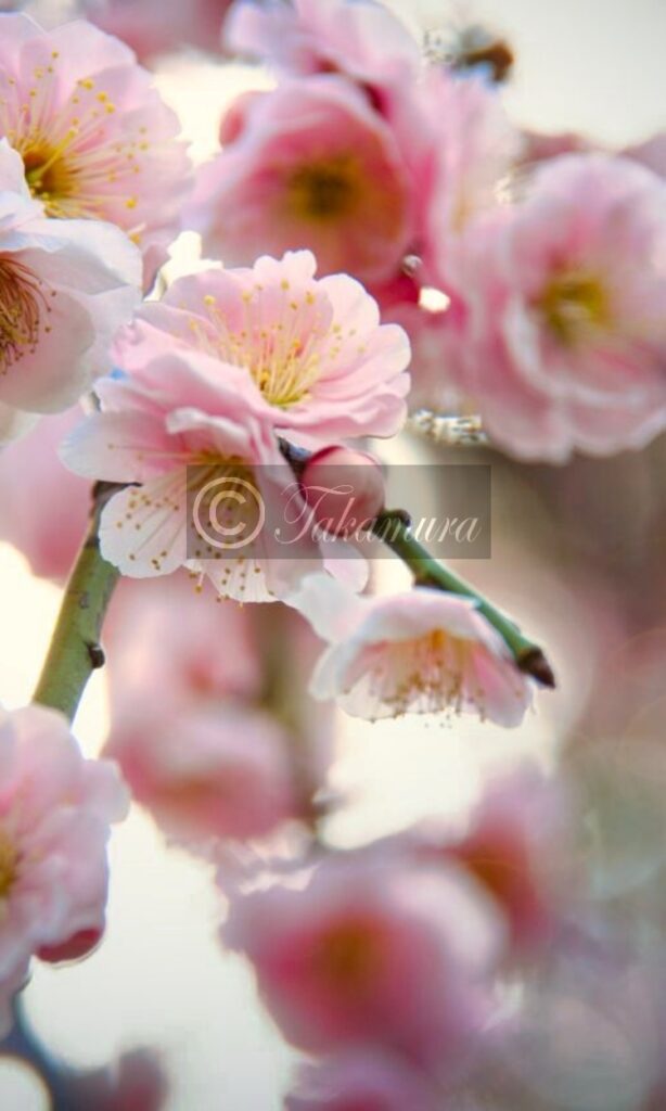 大阪城梅林のピンク色の濃淡が鮮やかな梅花12枚目です
