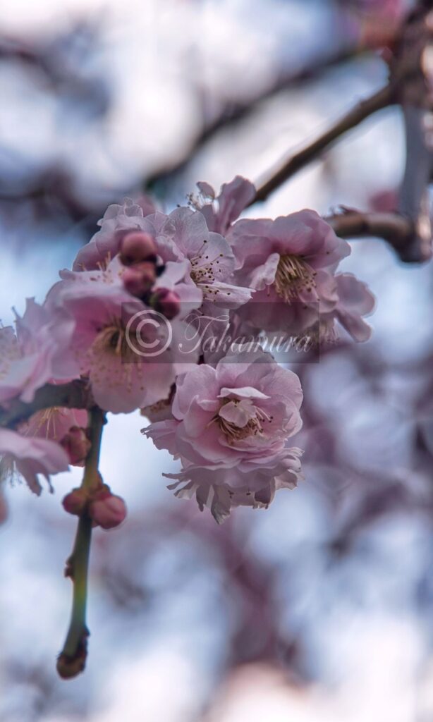 大阪城梅林の逆光のピンク色の梅花13枚目です
