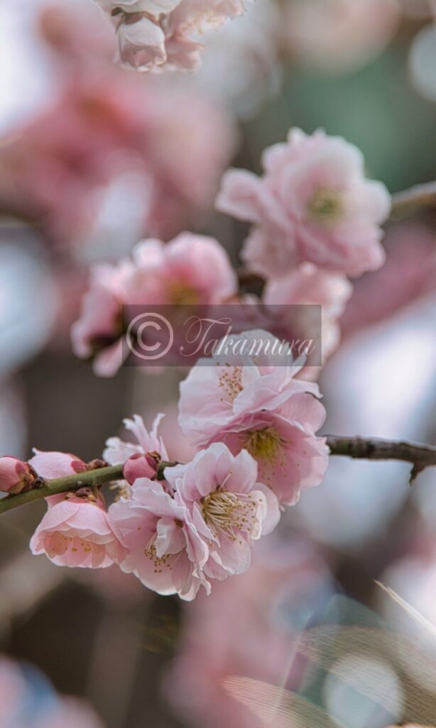 大阪城梅林の寒々とした感じのピンク色・梅花15枚目です