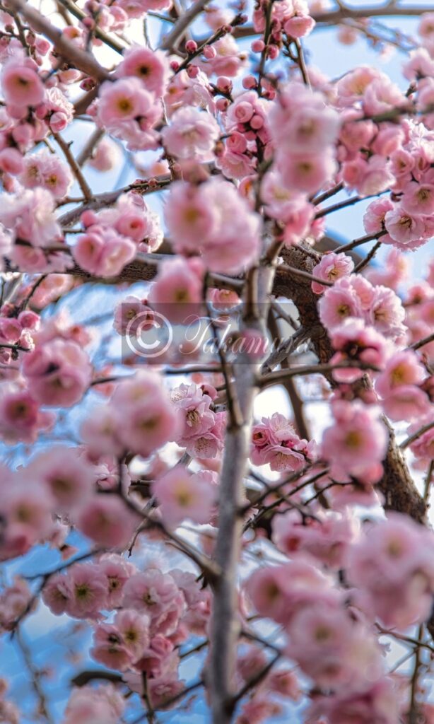 大阪城公園の桜のようなピンク色の梅花16枚目です