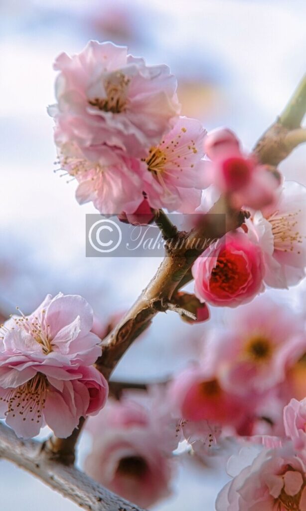 大阪城梅林の濃淡がとても綺麗なピンク色の梅花17枚目です