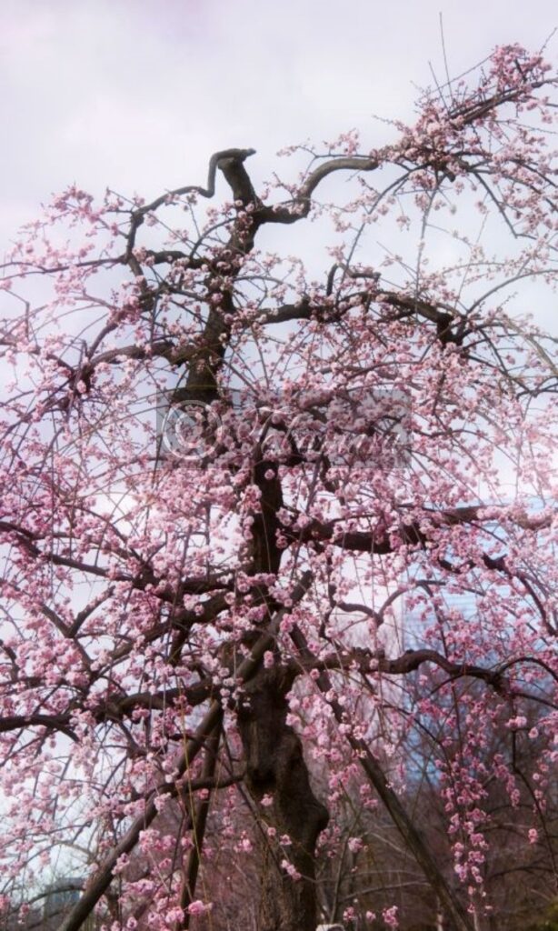 大阪城梅林の遠方からピンク色の梅花を撮影しました