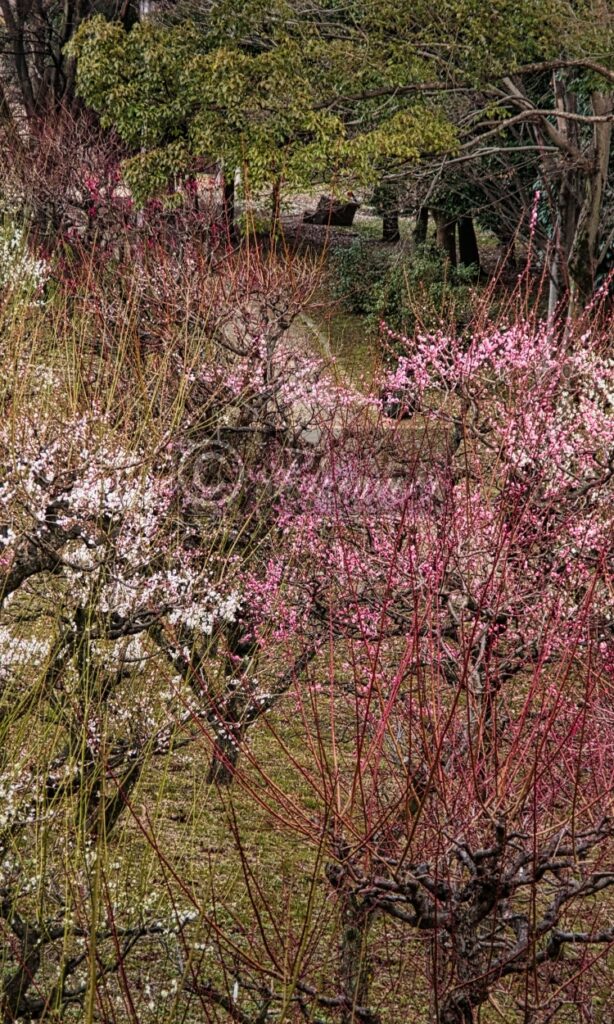 大阪城梅林で上方から撮影した梅林園内一部の梅花