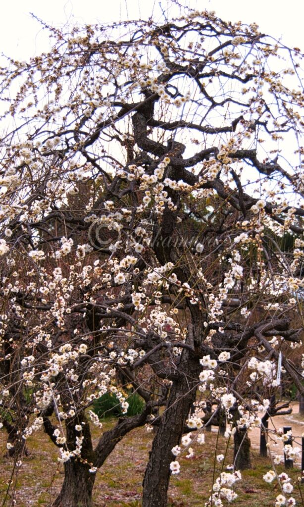大阪城梅林の白色の梅花20枚目です