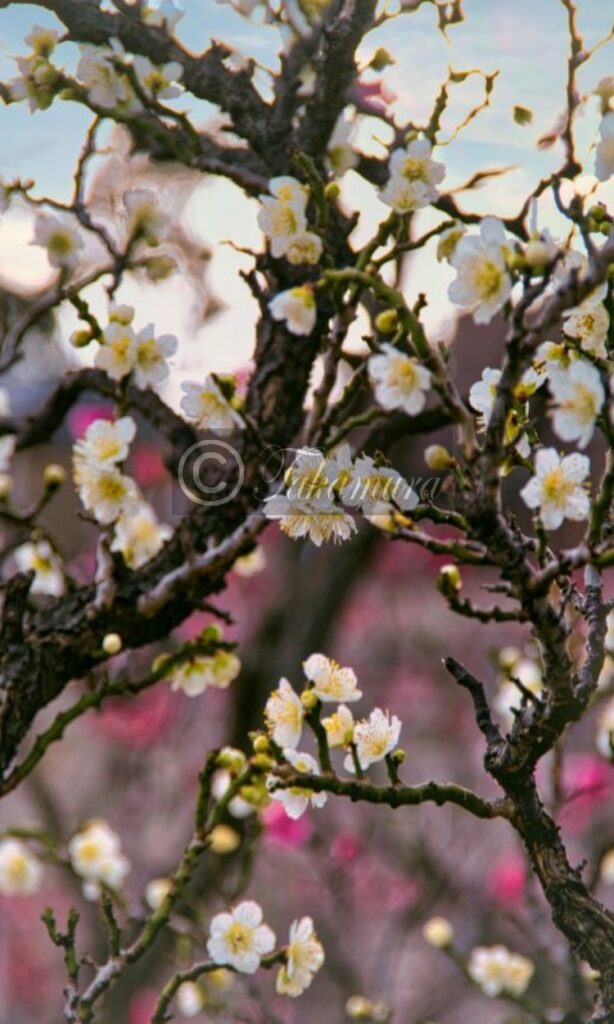 大阪城梅林の白色の梅花で黄色のおしべめしべが特徴の21枚目です