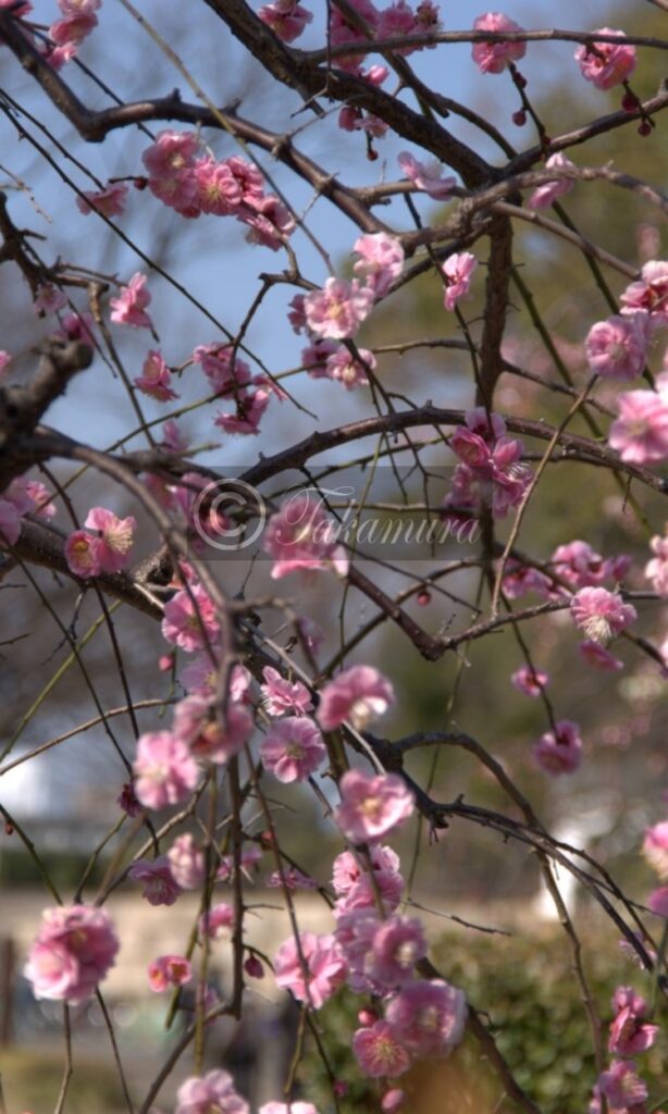 大阪城梅林のピンク色の梅花24枚目です