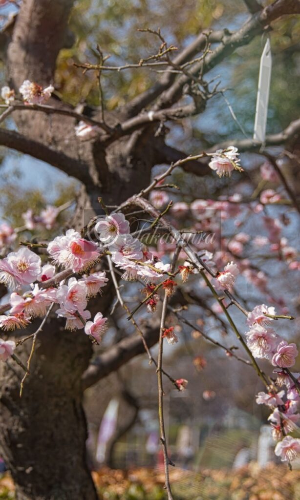 大阪城梅林の淡いピンク色が引き立つ梅花25枚目です