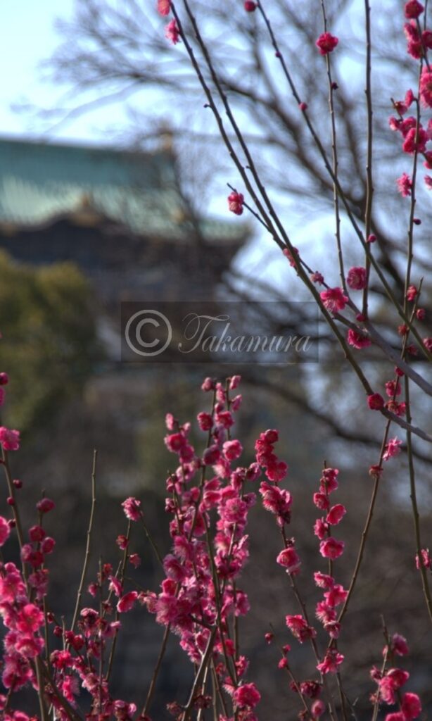 大阪城を背景にした大阪城梅林の赤色の梅花27枚目です