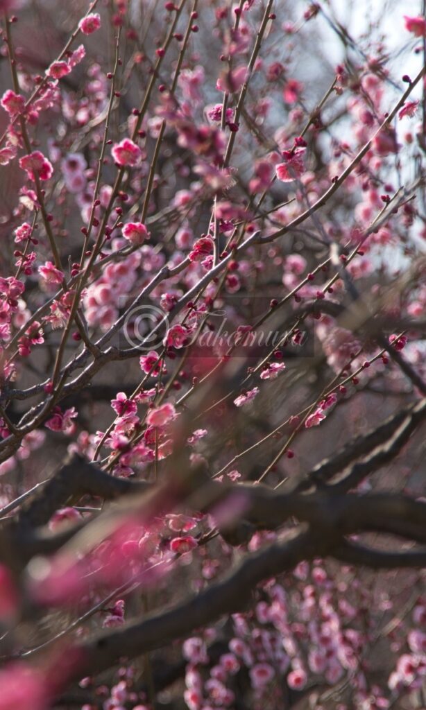 大阪城梅林のピンク色が際立つ梅花28枚目です