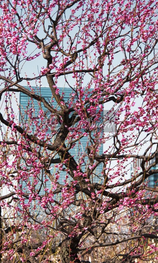 ビルを背景に大阪城梅林のピンク色の梅花がそびえ立つ29枚目です