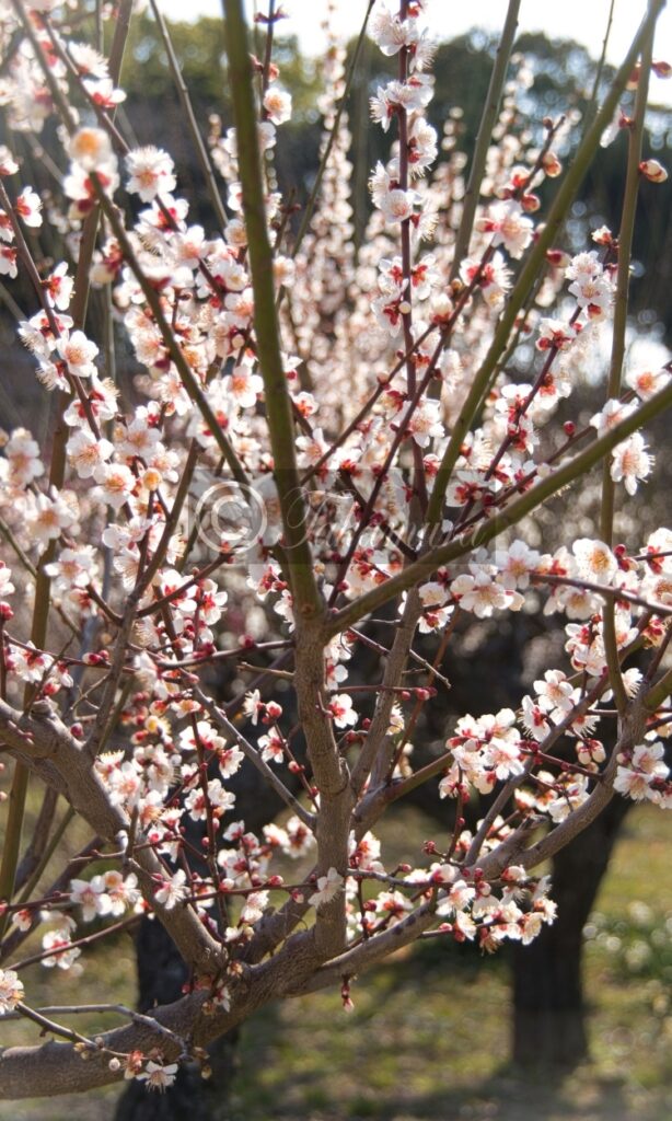 大阪城梅林の白色の梅花30枚目です