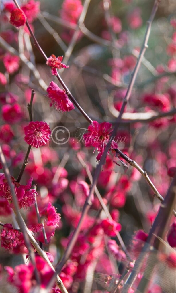 大阪城梅林の真っ赤な梅花39枚目です
