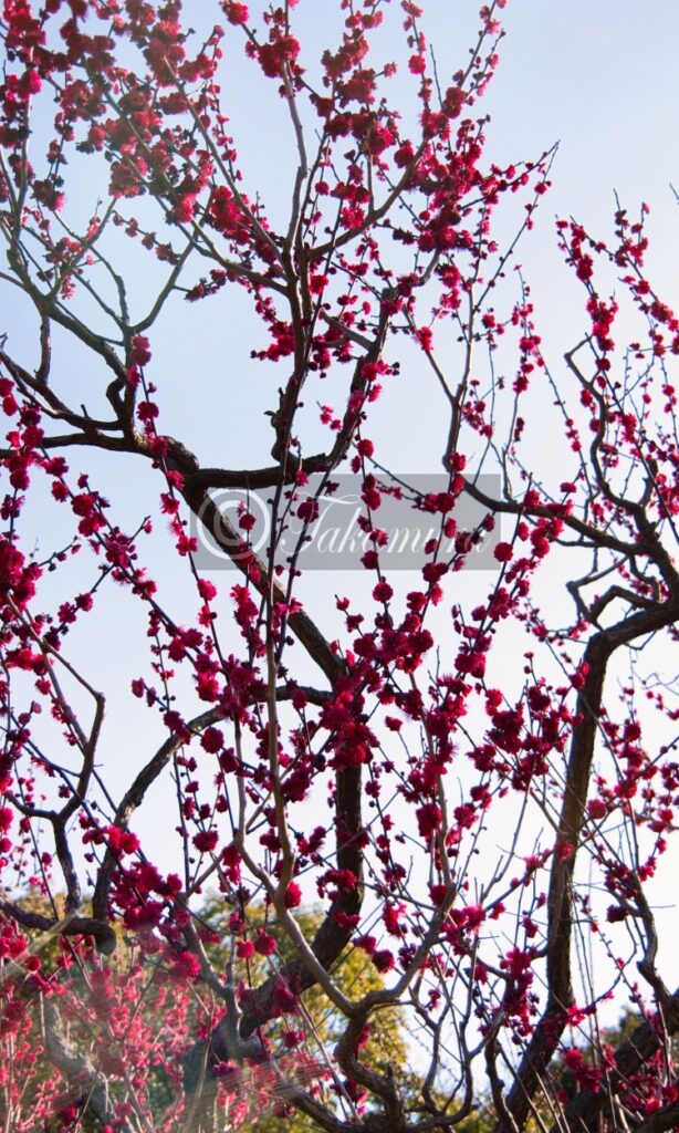 大阪城梅林の逆光にそびえる真っ赤な梅花32です