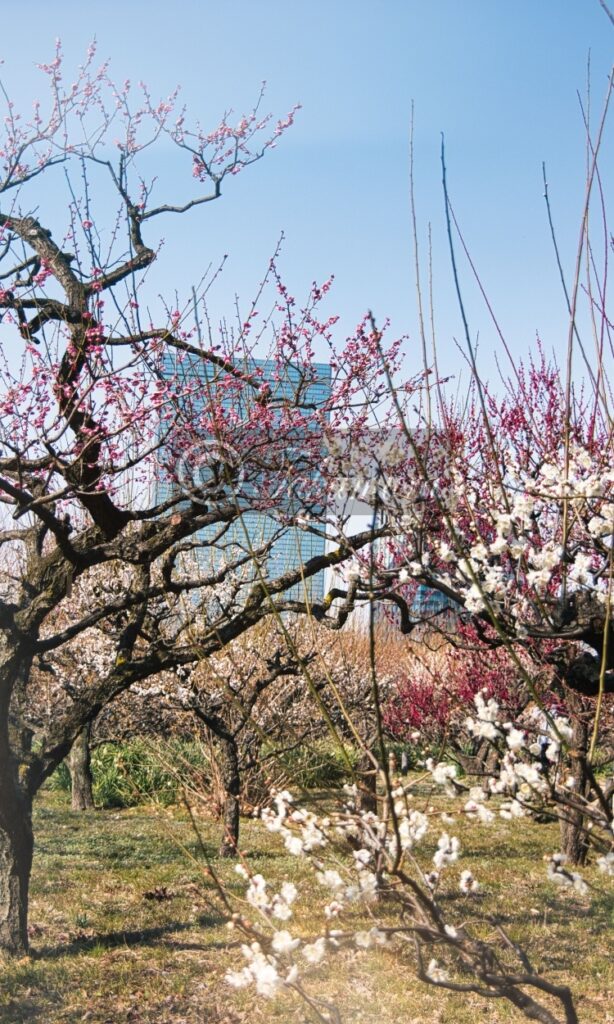 ビルを背景にした大阪城梅林のピンク色や白色の梅花などの風景写真です