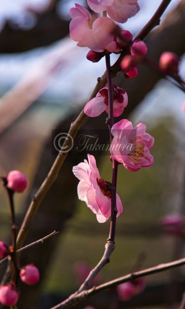 大阪城梅林の幻想的なピンク色の梅花7枚目です