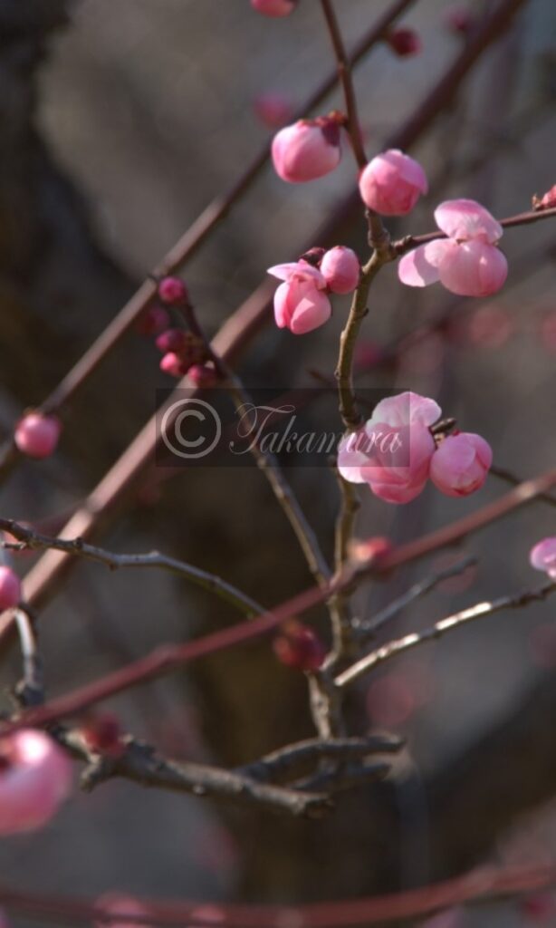 大阪城梅林の幻想的なピンク色の蕾んだ梅花6枚目です