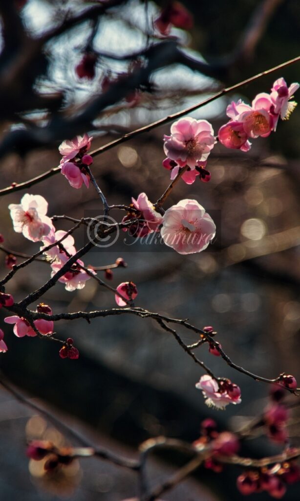 大阪城梅林の幻想的なピンク色の梅花5枚目です