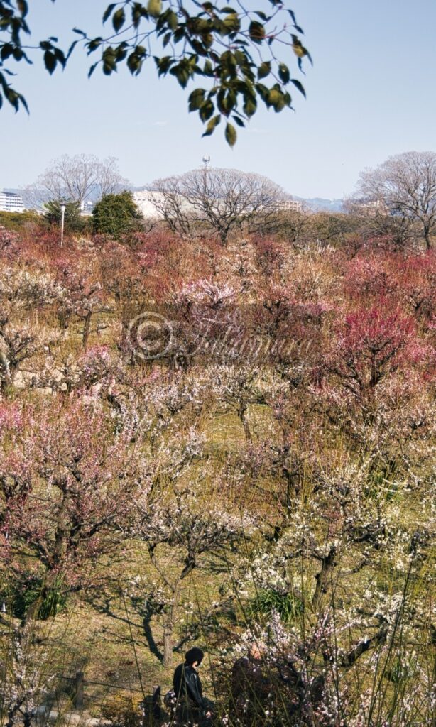 大阪城梅林の全体的な様々な種類の梅花・風景写真です