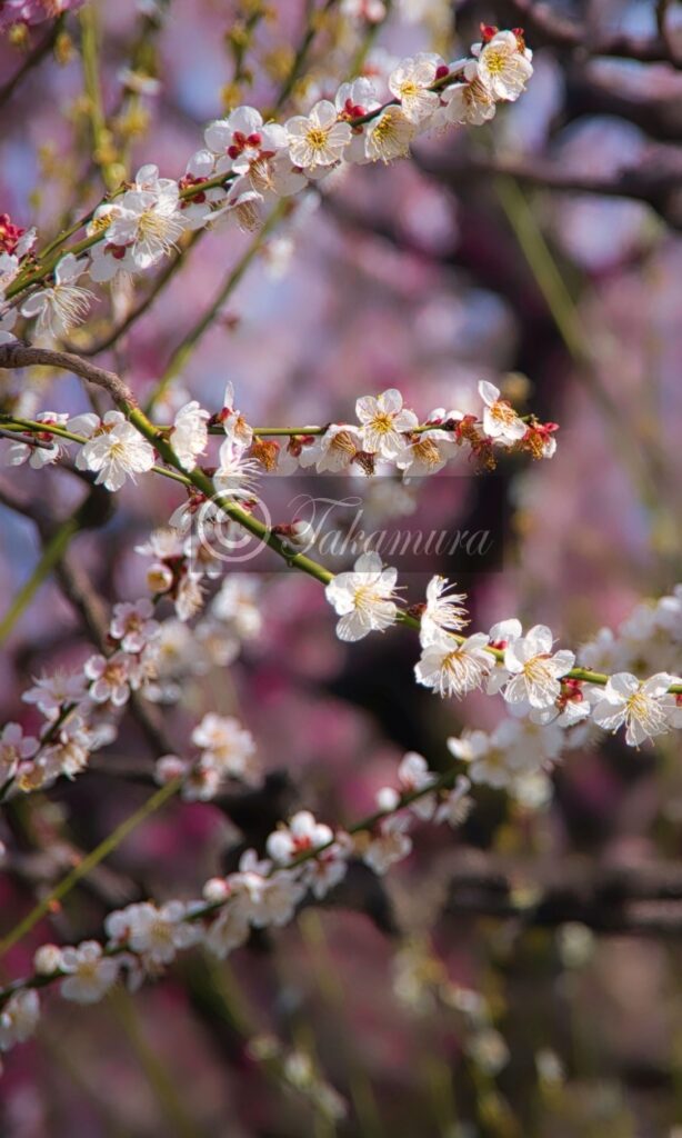 大阪城梅林の白色の梅花3枚目です