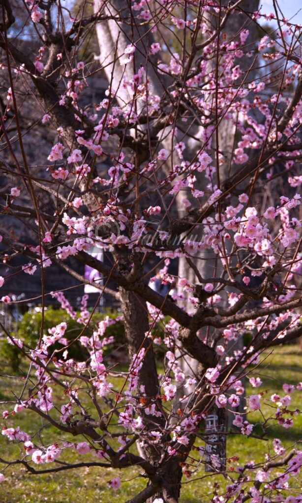 大阪城梅林のピンク色の梅花2枚目です