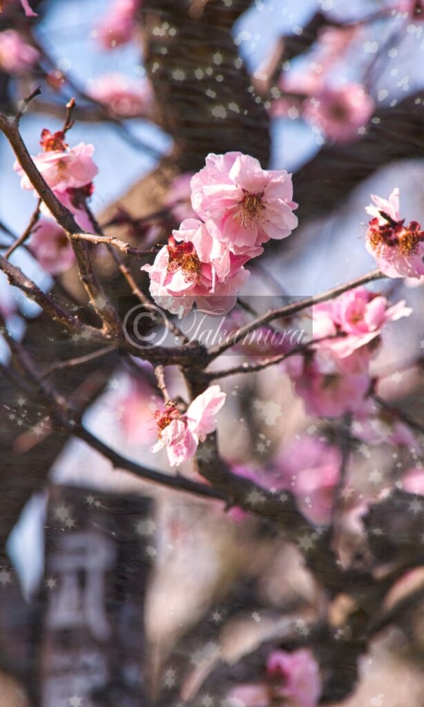 大阪城公園の桜のような梅花
