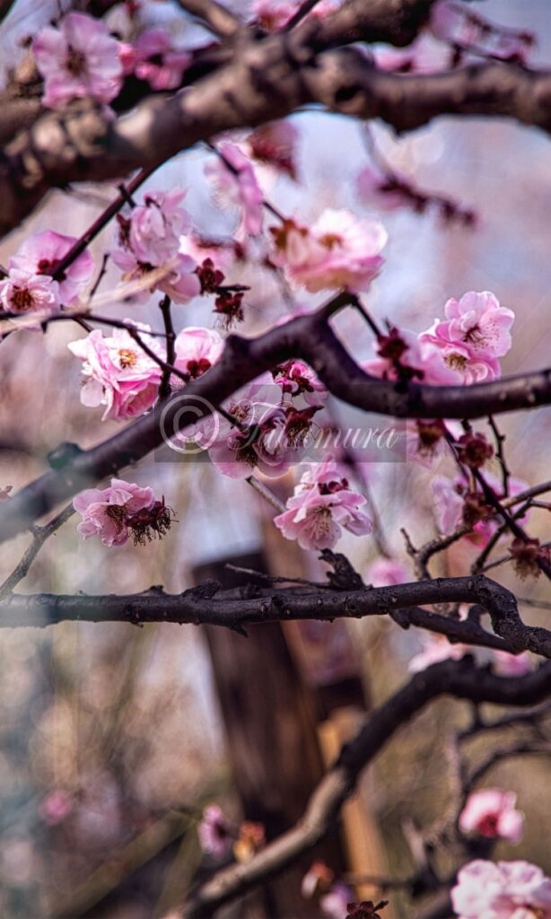 大阪城公園のピンク色の梅花34です