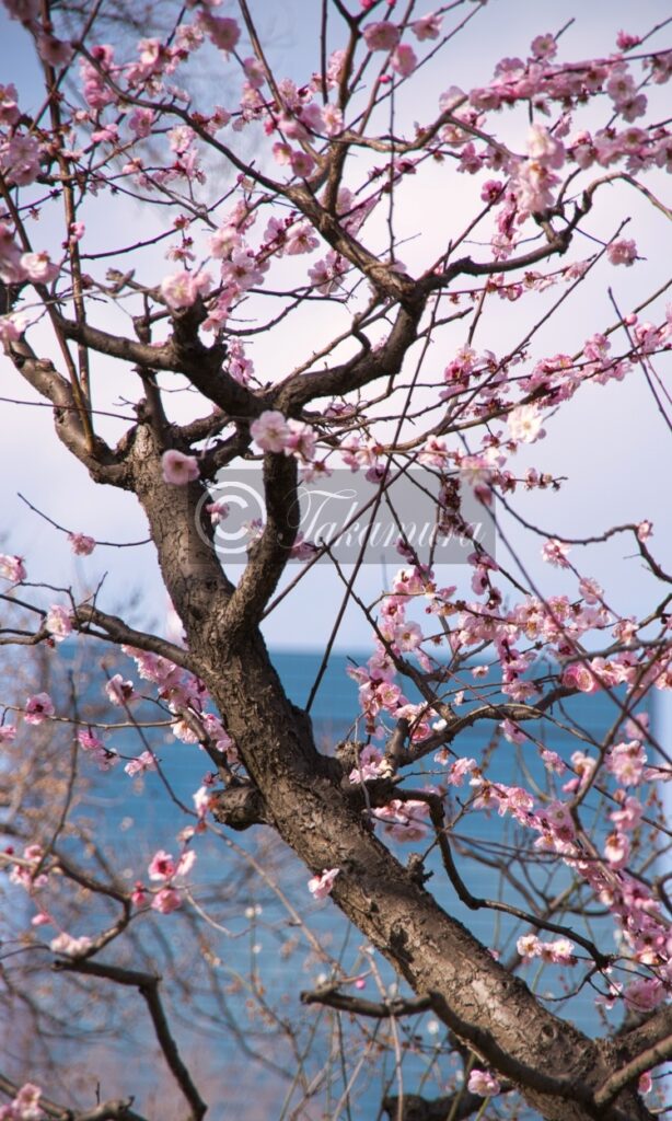 大阪城公園のピンク色の梅花35です