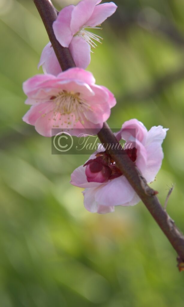 大阪城公園の可愛らしいピンク色の梅花
