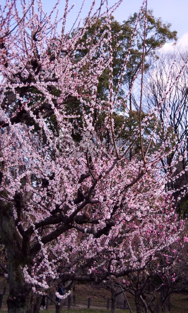 大阪城公園のピンク色の梅花37です
