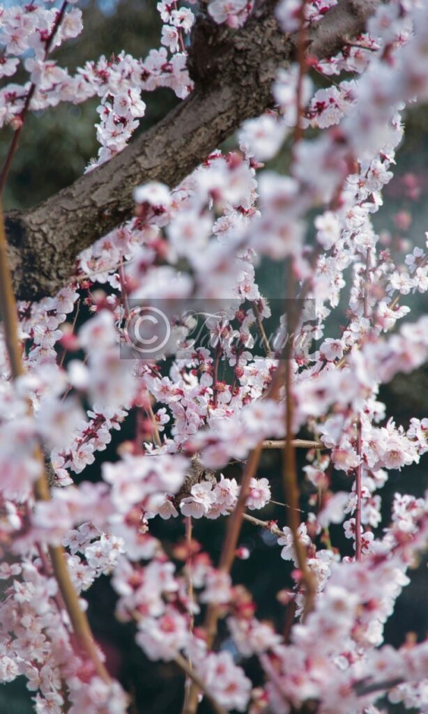 大阪城梅林の白色の梅花40枚目です