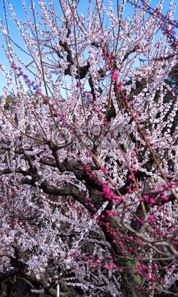 大阪城梅林の白色とピンク色の梅花がコラボしている写真です