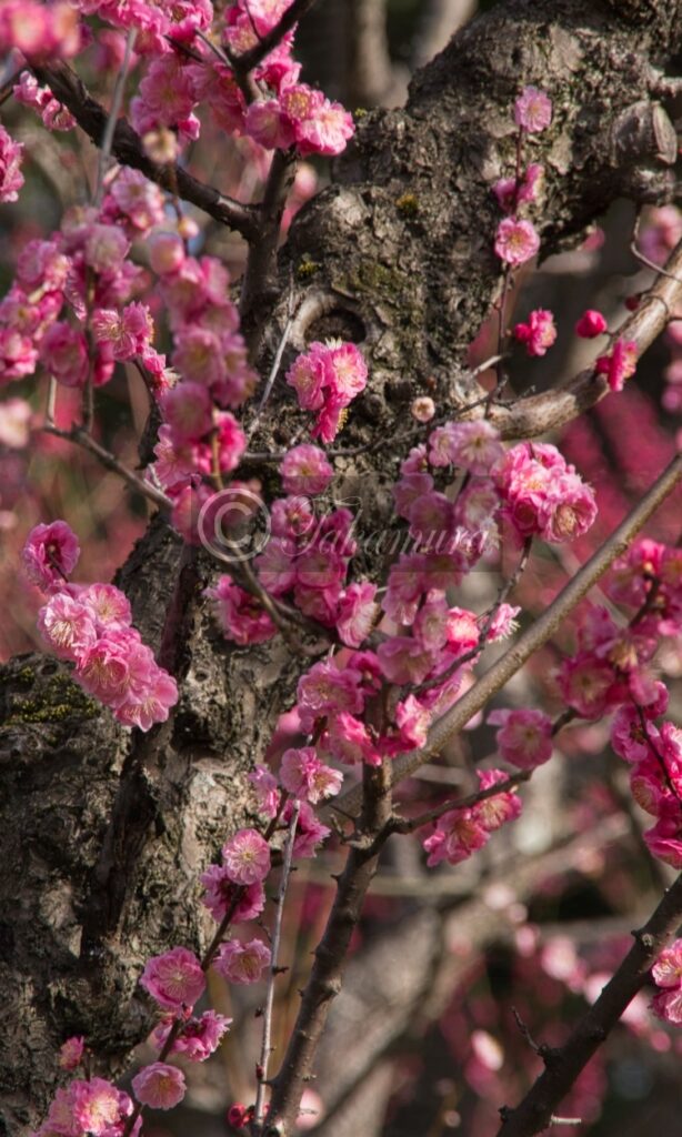 大阪城梅林の木にまつわるピンク色や紅色の梅花42枚目です