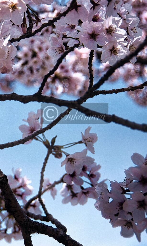 大阪城公園、東外壕あたりの白い桜
