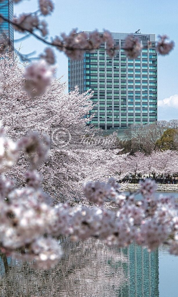 大阪城公園、東外堀付近で撮影した桜やビルなど