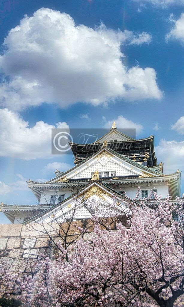 大阪城正面から撮影した桜写真