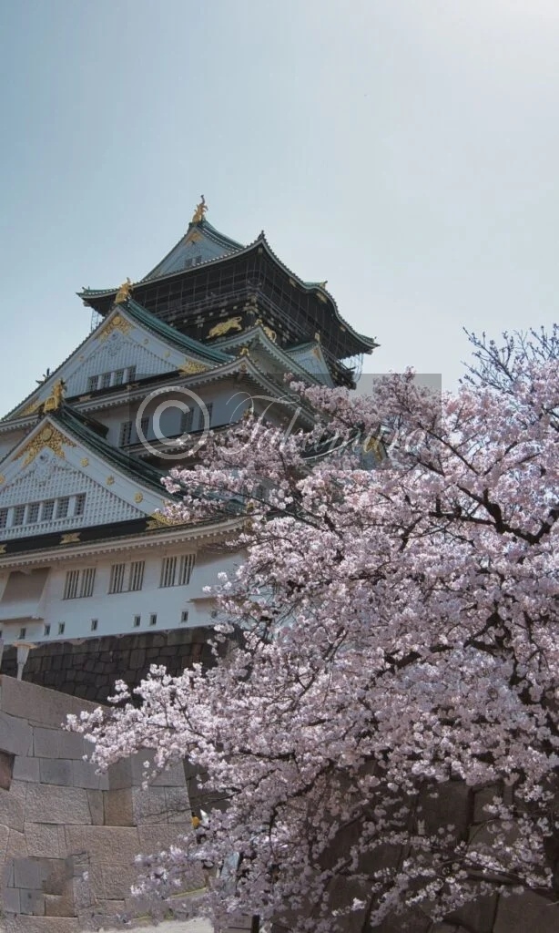 春の陽光に光る大阪城や桜