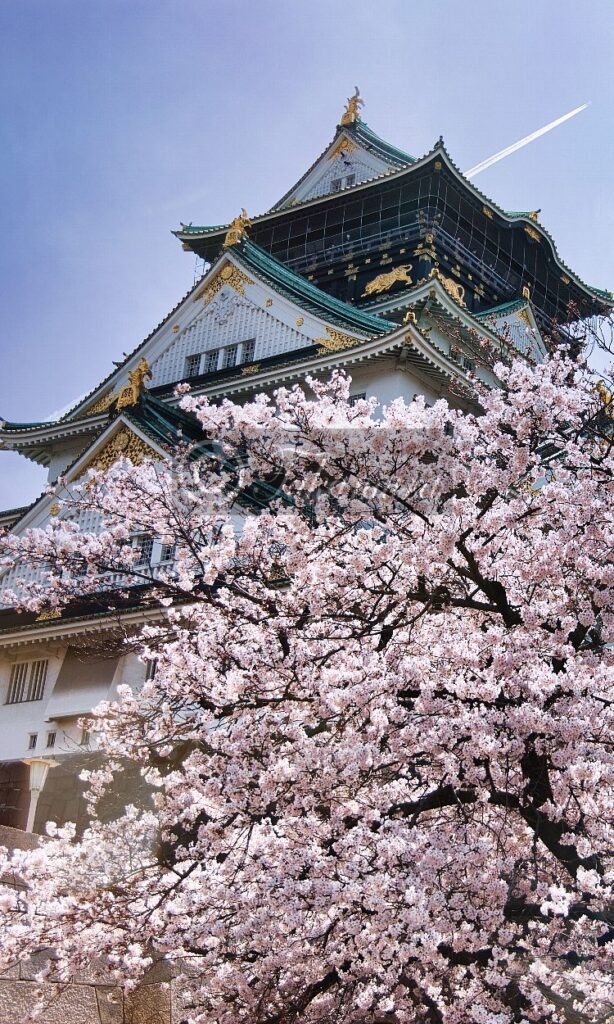 大阪城と桜、飛行機雲の写真