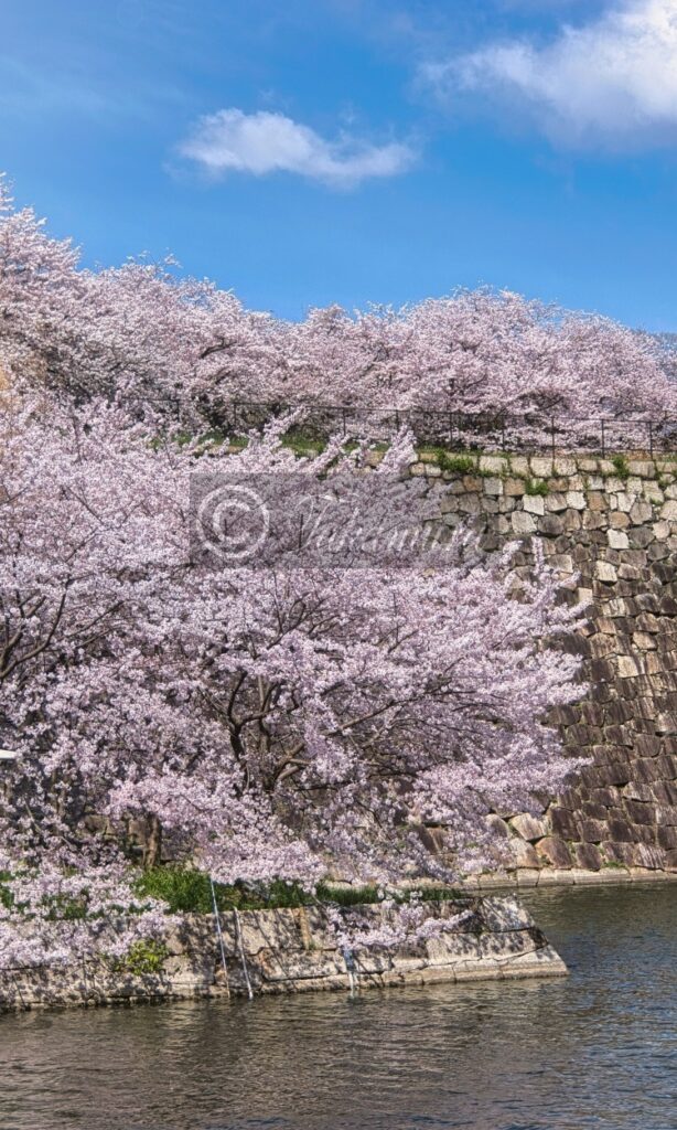 大阪城公園、東外濠付近の池やその上にある満開の桜