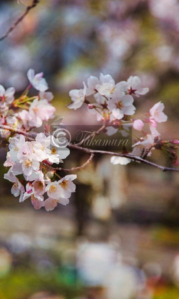 大阪城公園、東外濠付近の白い桜