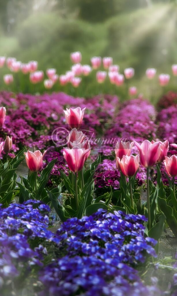 鶴見緑地公園・咲くやこの花館前にて、赤や赤紫、ピンク色などのチューリップと光の競演