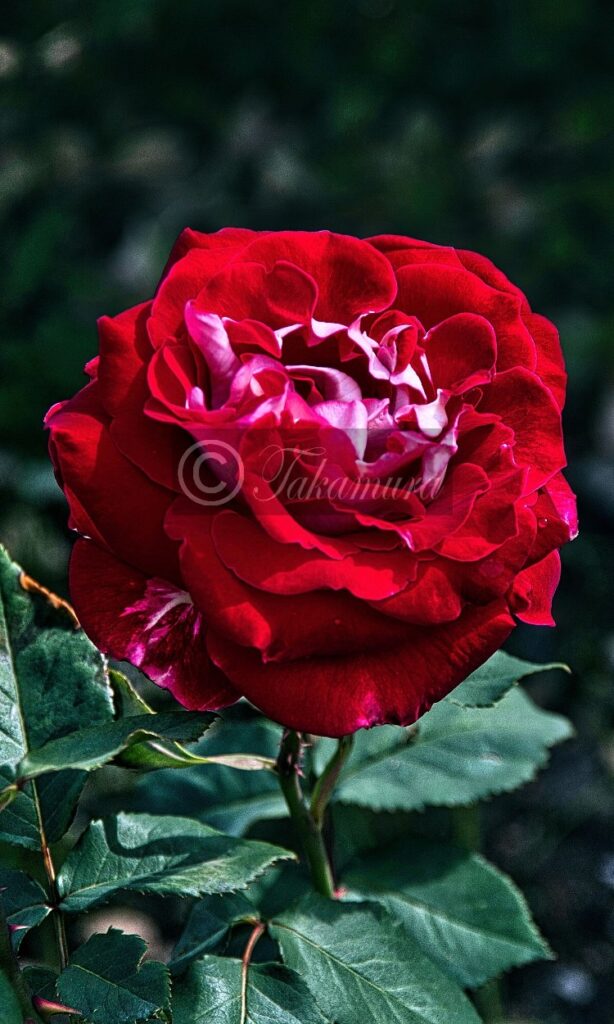 鶴見緑地公園での鮮やかな真っ赤な薔薇（バラ）