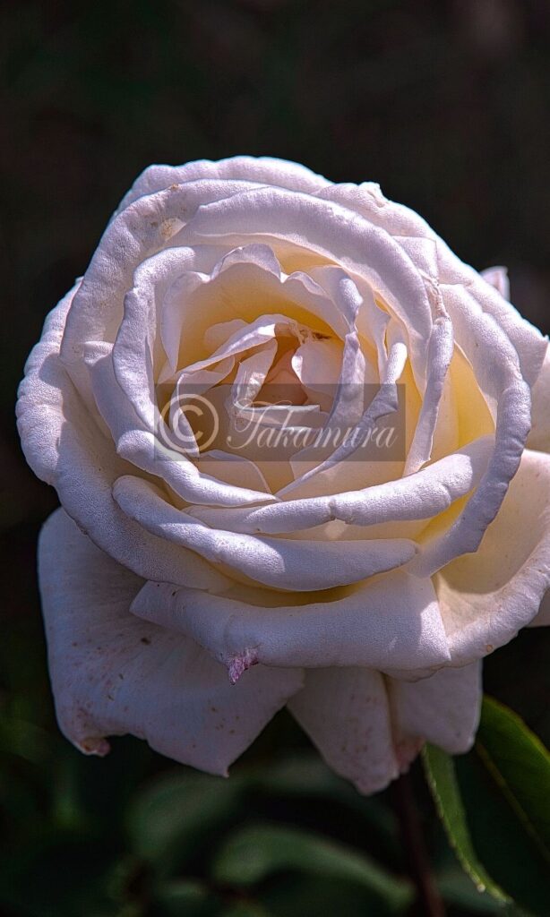 鶴見緑地公園での白色の薔薇（バラ）