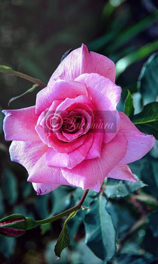 鶴見緑地公園でピンク色が強いハッキリした薔薇（バラ）